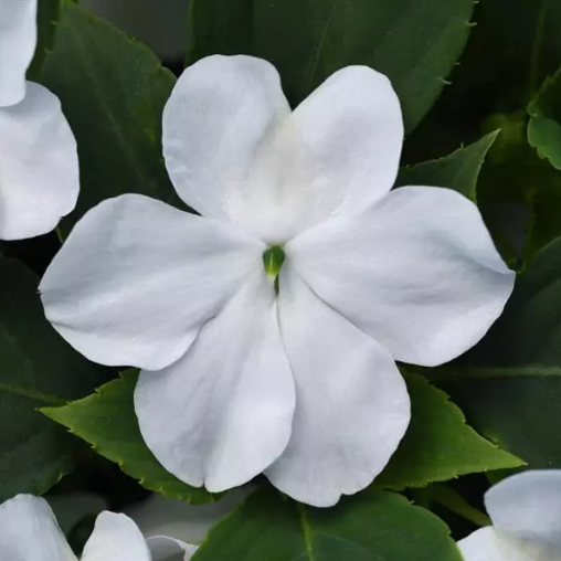 3" Annual - Impatiens