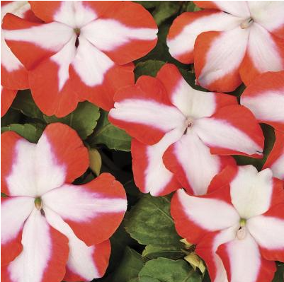 3" Annual - Impatiens