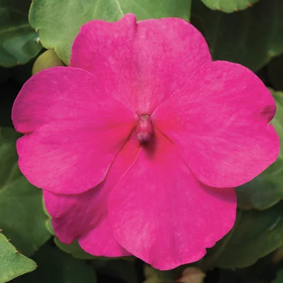 10" Impatien Hanging Basket