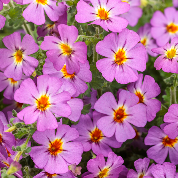 4" Annual - Jamesbrittenia