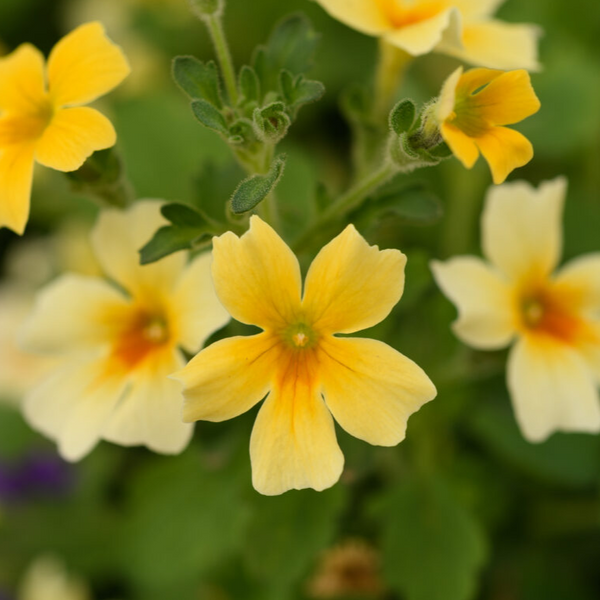 4" Annual - Jamesbrittenia