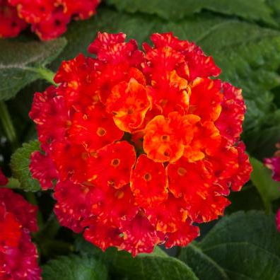 4" Annual - Lantana