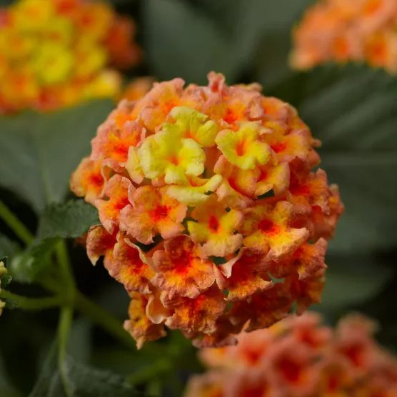 4" Annual - Lantana