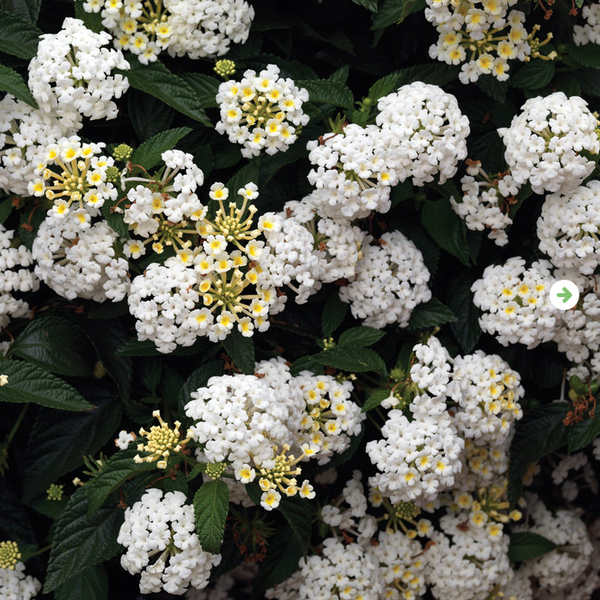 4" Annual - Lantana