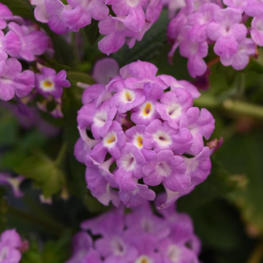 4" Annual - Lantana