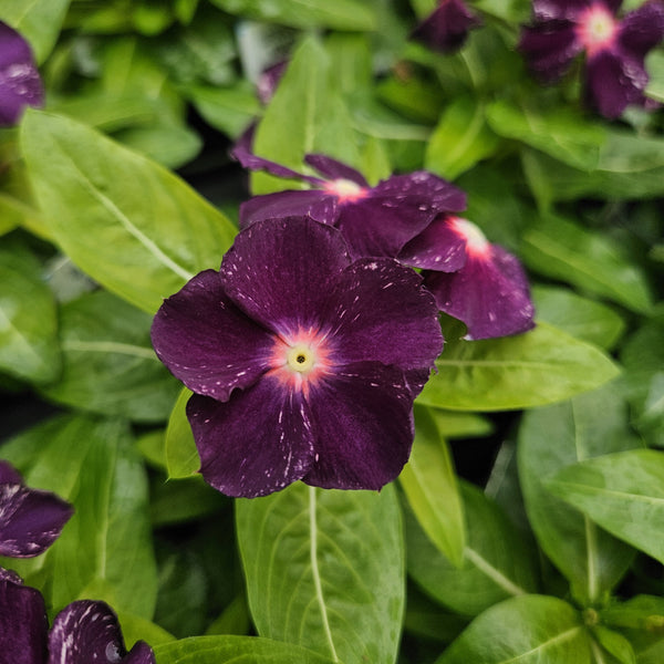 3" Annual - Periwinkle (Vinca)