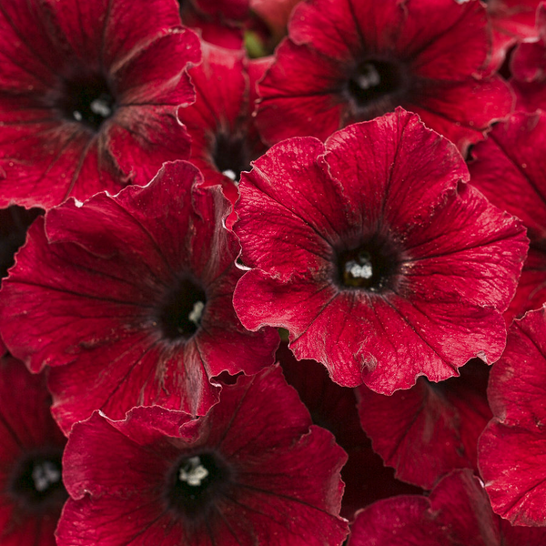 4" Annual - Petunias (non-wave)