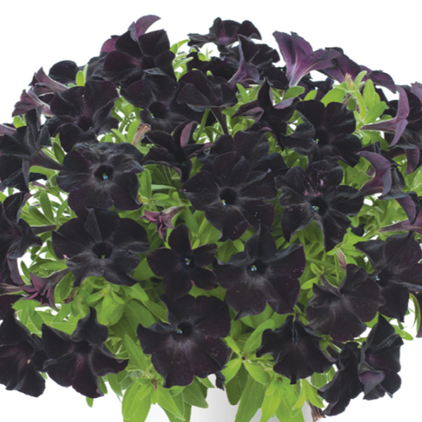 10" Petunia Hanging Basket