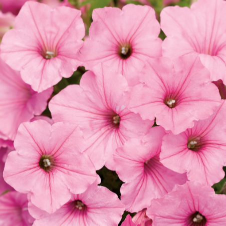 12" Petunia (non-wave) Hanging Baskets
