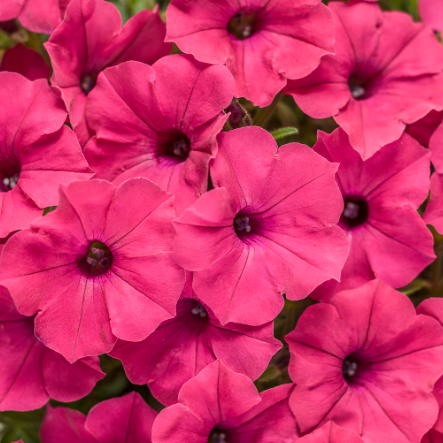 10" Petunia Hanging Basket