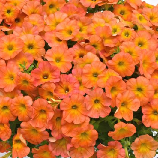 10" Petunia Hanging Basket