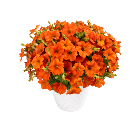 4" Annual - Petunias (non-wave)