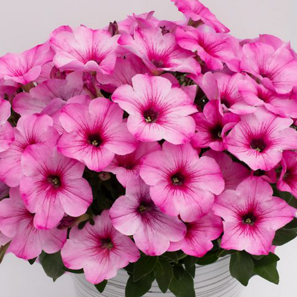 4" Annual - Petunias (non-wave)