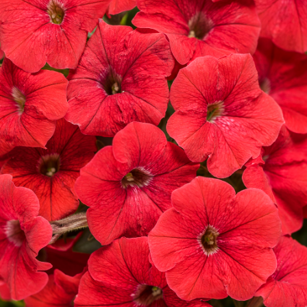 10" Petunia Hanging Basket