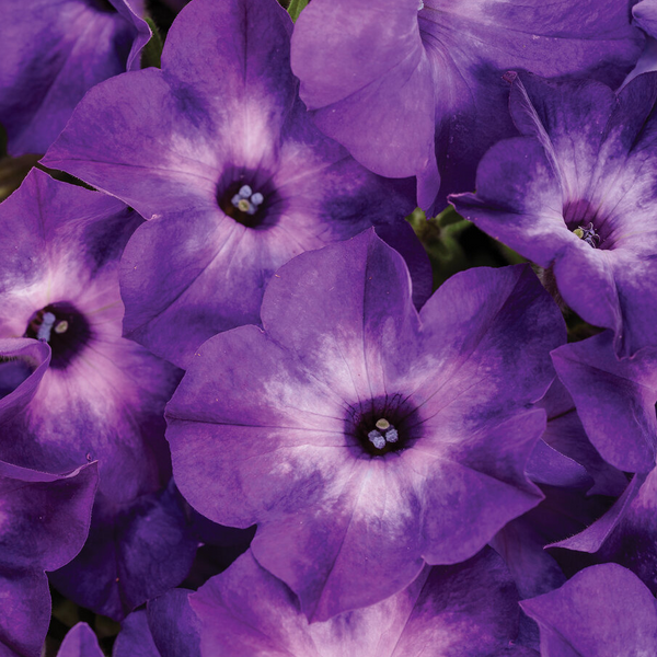 4" Annual - Petunias (non-wave)
