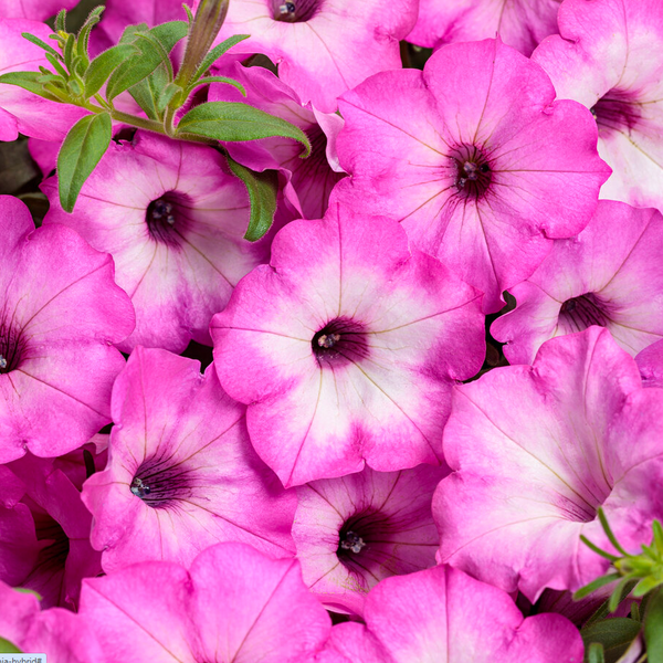 10" Petunia Hanging Basket