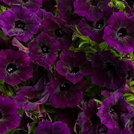 4" Annual - Petunias (non-wave)