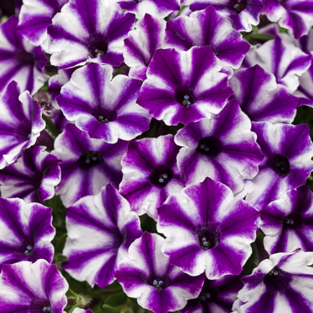 10" Petunia Hanging Basket