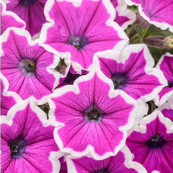 4" Annual - Petunias (non-wave)