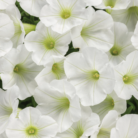 10" Petunia Hanging Basket
