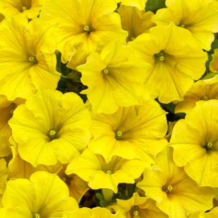 10" Petunia Hanging Basket