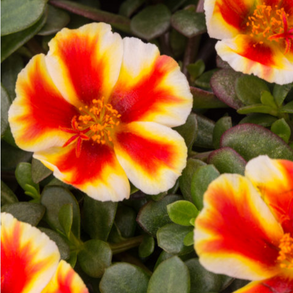 3" Annual - Portulaca