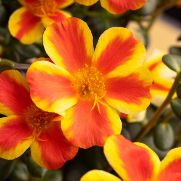 3" Annual - Portulaca