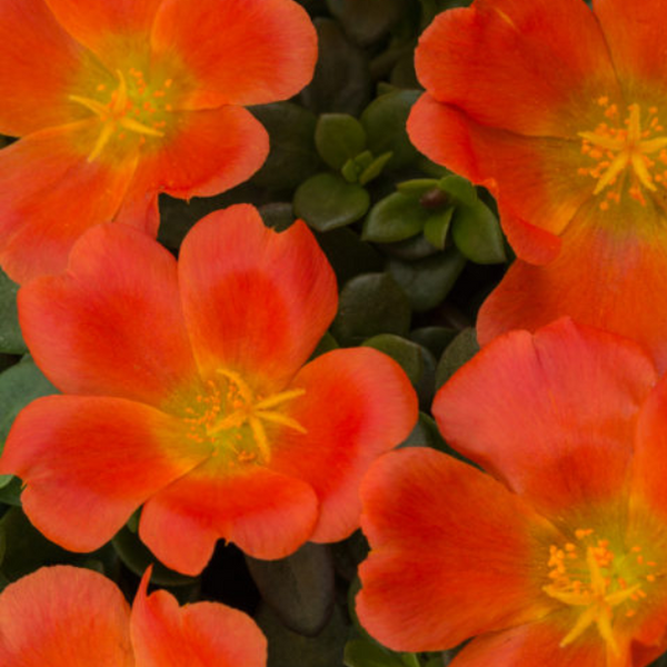3" Annual - Portulaca