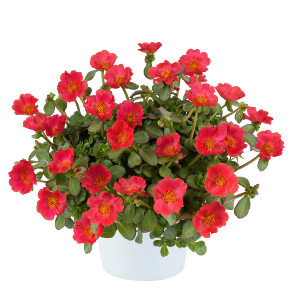 3" Annual - Portulaca