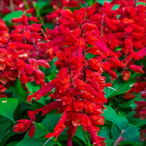 4" Annual - Salvia