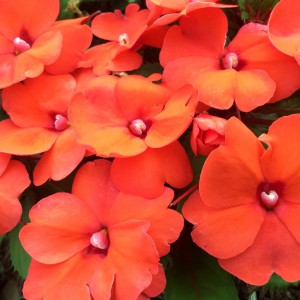 4" Annual - Sunpatiens