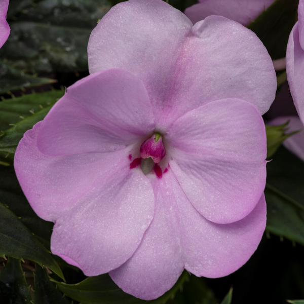 4" Annual - Sunpatiens