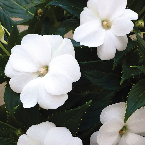 4" Annual - Sunpatiens