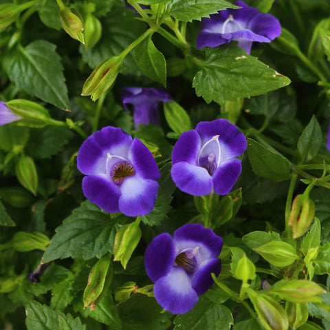 4" Annual - Torenia