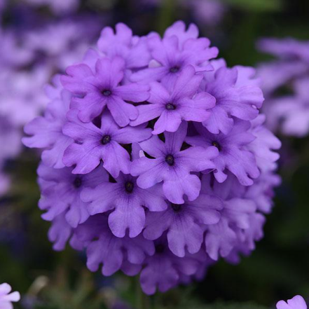 4" Annual - Verbena