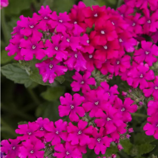 4" Annual - Verbena