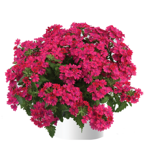 4" Annual - Verbena