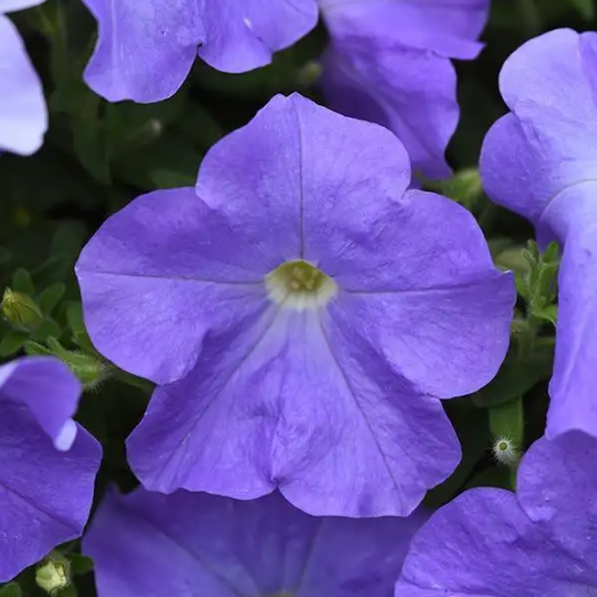 4" Annual - Wave Petunia