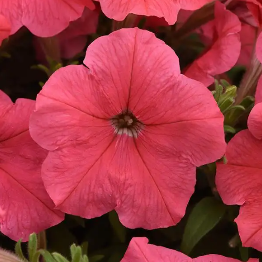 4" Annual - Wave Petunia