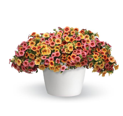 10" Calibrachoa Hanging Basket