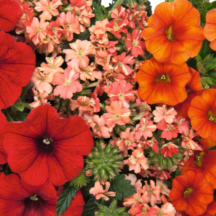 10" Mixed Hanging Baskets