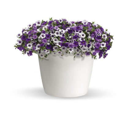 10" Calibrachoa Hanging Basket
