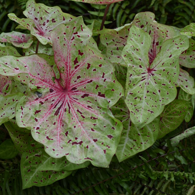 6" Annual - Caladium