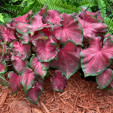 4" Annual - Caladium