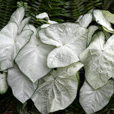 6" Annual - Caladium