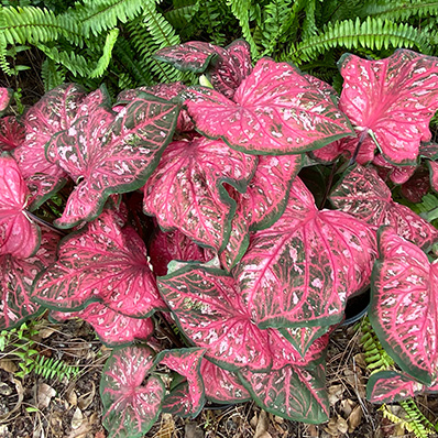 6" Annual - Caladium