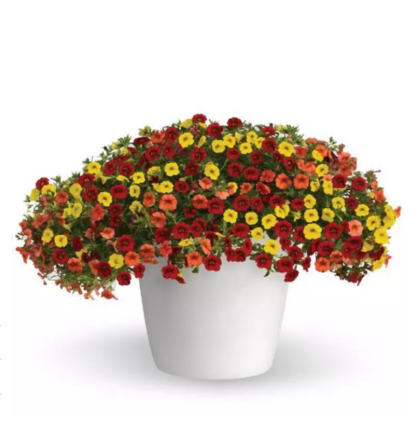 10" Calibrachoa Hanging Basket