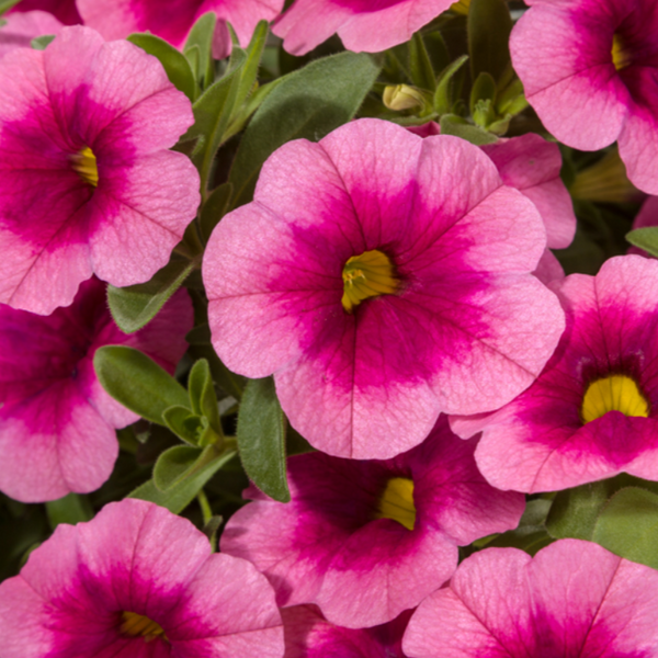 4" Annual - Calibrachoa