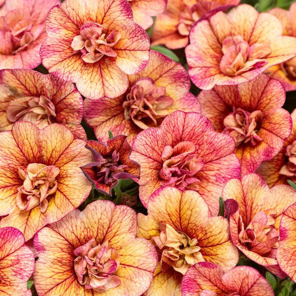 4" Annual - Calibrachoa