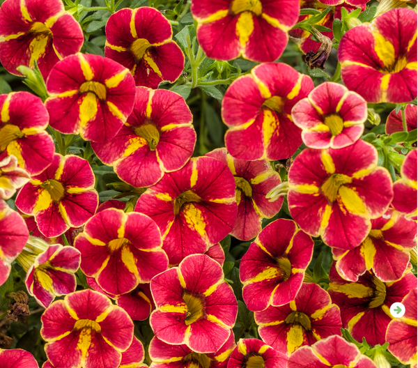 4" Annual - Calibrachoa